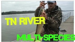Tennessee river multi species