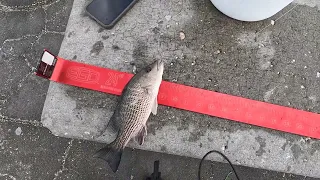 First Time Jetty Fishing (Ponce Inlet)