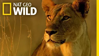 The Buffalo Hunters of Africa | Lion Kingdom