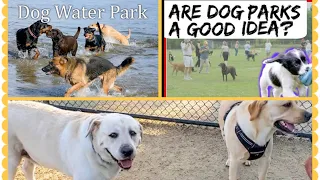 White Rock Lake Dog Park#top Dog parks in Dallas Tx #top dog park#dog water park#dog park good idea