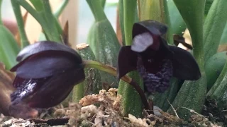 Black Orchid Flowers /Black Maxillaria schunkeana Orchid tips to bloom