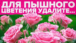 СРОЧНО УДАЛИТЕ ПЕРВЫЕ БУТОНЫ НА РОЗАХ! ПОЧЕМУ?