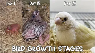 Bird growth stages - First 25 Days of Baby Bird Timelapse