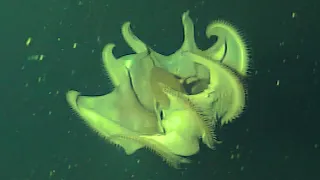Strange Tooth-Covered Octopus Caught on Film | Deep Ocean ROV Footage