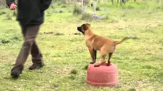 CHIOT MALINOIS GARDE D'OBJET ENTRAINEMENT