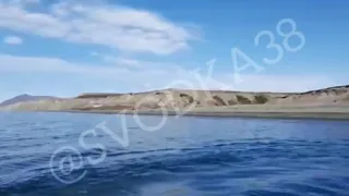 Видео с медведем