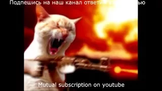 Топ приколы с животными  юмор прикол Top with animals for all time humour a positive