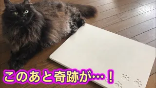 【犬猫の暑さ対策】珪藻土のひんやりマットを奮発！使ってくれるのか？！