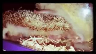 Hedgehog mating (Part 2)