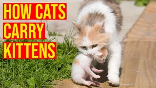 How Mother Cats Carry Kittens To A New Place/ All Cats