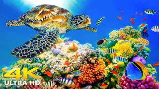 3HRS of 4K Turtle Paradise - Undersea Nature Relaxation Film + Relaxing Music by Starry Sky