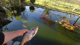 Запустив товстолобів в ставок. Аерація води