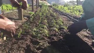 Neighbourhood Farm planting Spring Onions