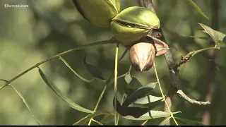 Georgia pecan growers producing fewer nuts this year