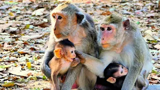 The heartwarming journey of baby monkey with mother.