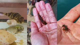 Catching Sea Creatures by hand  | Catching Sea Creatures ASMR