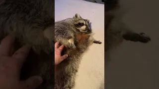 Sofie Raccoon loving her Belly Rub again