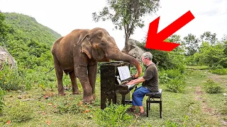 Man Plays Music For Blind Elephants For The Most Beautiful Purpose