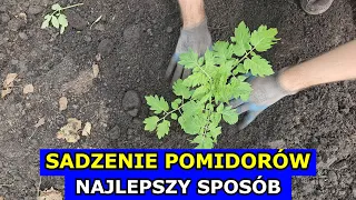 Jak i kiedy sadzić Pomidory - Najlepszy sposób na Sadzenie Pomidorów. Uprawa Pomidorów Krok po Kroku