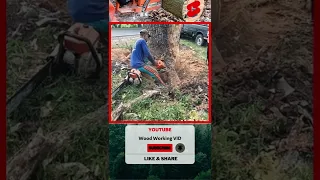 Amazing Skills Fastest Big Tree Felling, Extreme Biggest Tree Cutting Down #shorts #chainsawman