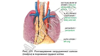 351. Загруднинна залоза (тимус) - AnatomUa - AUDIO