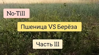 Посев пшеницы по березе. No-Till. Посев без обработки.