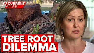 Aussie couple battles with council over tree root pool damage | A Current Affair