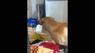 The cat ate my food