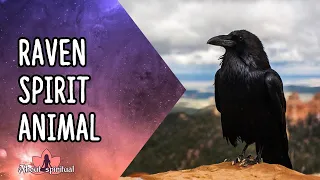 Raven Spirit Animal | Raven Symbolism & Meanings