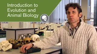 BIO145 Introduction to Evolution and Animal Biology - School of Bisociences module