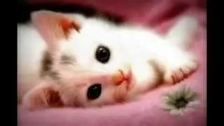 10 top Cute kittens. buy Az.