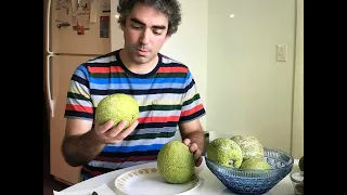 Breadfruit (Artocarpus Altilis) How to Harvest Bake and Fry