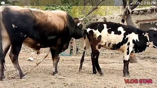 Most Powerfull Bull Meeting Cow 2020 | Animals Earth |