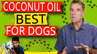 Coconut Oil In Your Dogs Diet (12 Powerful Health Benefits)