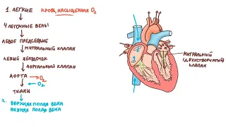 Физиология сердечно-сосудистой системы