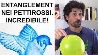 Il pettirosso usa l’entanglement per orientarsi