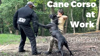 CANE CORSO PROTECTION training. Typical Ivy League Kennel training day #canecorso #dogtraining #dog