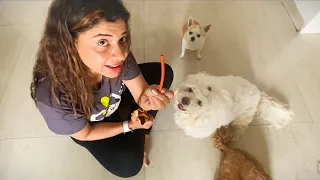 CHERRY'S new DRAMA for her TREAT | Ss Vlogs :-)