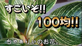 ちゃぁりぃのお花。　あったぁ～!! すごいぞ！！　１００均。