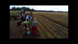 Harvesting Potatoes