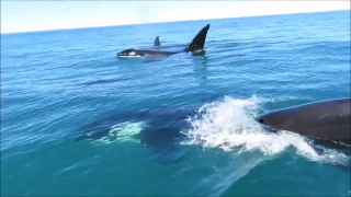 Orcas Cruise Alongside Jet Ski Off Kaikoura