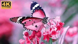 The Most Beautiful Butterfly Collection 4k Video || 4k TV