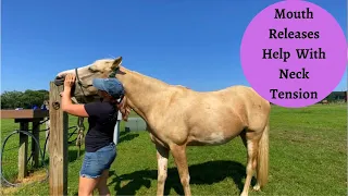 Teddy Jr. Horse Massage Face and Neck Part 1