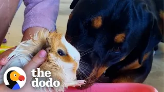 Rottweiler Thinks Guinea Pigs Are Her Babies | The Dodo