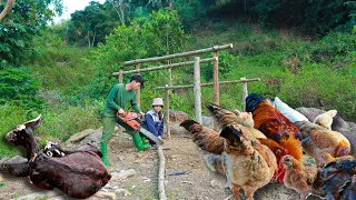 Building a new life episode 5 | Build more barns, raise livestock - Live with nature