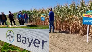 Кукурудза Dekalb (Монсанто)  Агросемінар BAYER.