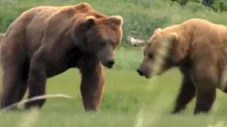 Grizzly Man Opening Scene