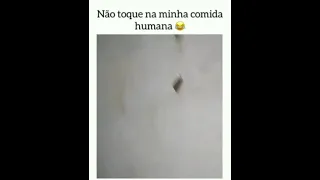 Não toque na minha comida humano