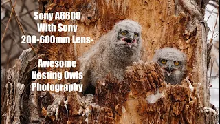 Sony a6600 & Sony 200-600mm Lens - Awesome Nesting Owls Photography.  Love of Wildlife Photography!