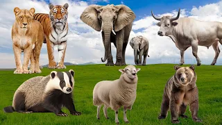 Amazing Sounds of Familiar Animals: Badger, Bear, Lioness, Bull, Sheep, Tiger | Wild Animal Sounds